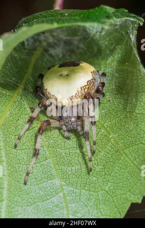 Araignée Orb weaver femelle (Araneus marmoreus var pyramidatus) en retrait de soie sur la feuille de bouleau, Araneidae.Sussex Royaume-Uni Banque D'Images
