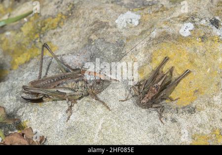 Le Bush-cricket gris femelle et mâle (Platycleis albopunctata), Tettigonidae.Île de Wight, Royaume-Uni Banque D'Images