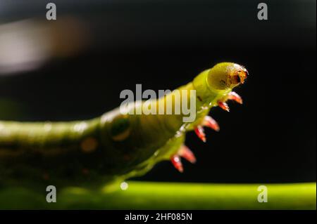 L'embouchure de la chenille verte. Banque D'Images