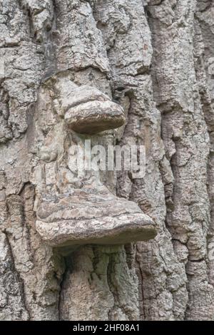 Champignon du crochet du sabot (Fomes fomentarius), Polyporaceae.Île de Wight, Royaume-Uni Banque D'Images