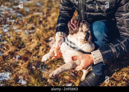 Homme marchant chien de pug dans le parc d'hiver enneigé.Maître de jouer avec un animal de compagnie le tenant sur les pattes arrière.Activités de plein air avec animaux Banque D'Images