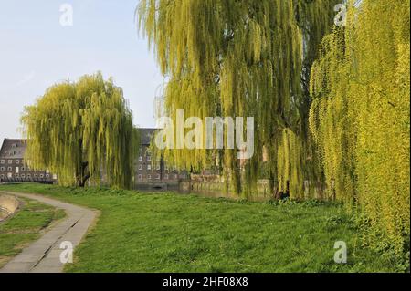 Promenade River Lea avec saules et trois maisons Mills à Newham est de Londres. Banque D'Images