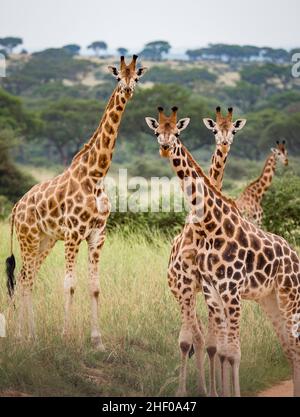Girafe sauvage dans le parc national de la Reine Elizabeth en Ouganda Banque D'Images