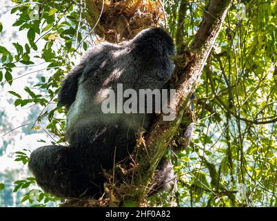 Gorille sauvage de Silverback dans la forêt impénétrable de Bwindi en Ouganda Banque D'Images