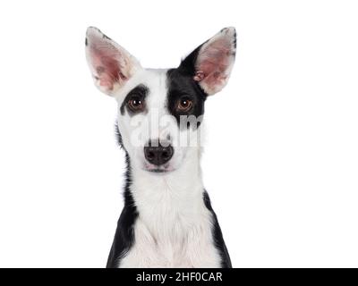 Tête de photo de joli noir avec un chien blanc Posenco mix, assis face à l'avant.En regardant vers l'appareil photo.Isolé sur un fond blanc. Banque D'Images