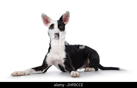 Mignon noir avec Posenco blanc mélange chien, en position allongée sur les côtés.En regardant vers l'appareil photo.Isolé sur un fond blanc. Banque D'Images