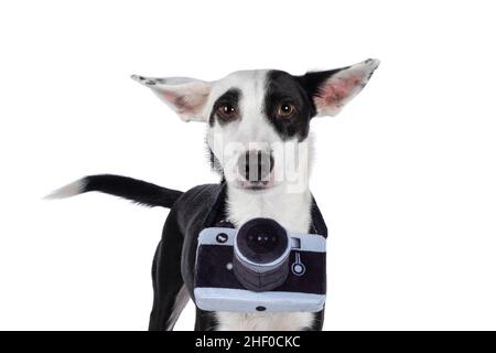 Mignon noir avec blanc Posenco mix chien, debout face avant woth jouet photo appareil autour du cou.Regarder vers l'appareil photo avec les oreilles plates.Isolé sur un W Banque D'Images