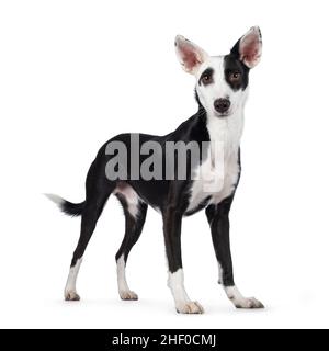 Beau noir avec Posenco blanc mélange chien, debout sur les côtés.En regardant vers l'appareil photo.Isolé sur un fond blanc. Banque D'Images