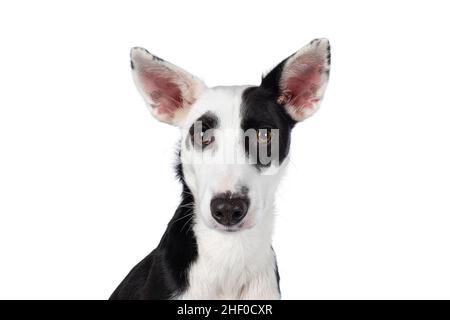 Photo de tête de beau noir avec un chien blanc de mélange de Posenco.En regardant vers l'appareil photo.Isolé sur un fond blanc. Banque D'Images