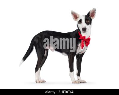 Beau noir avec un chien blanc Posenco mix, debout sur les côtés portant un vevet rouge noeud de Noël noeud autour du cou.En regardant vers l'appareil photo.Isolé sur un W Banque D'Images