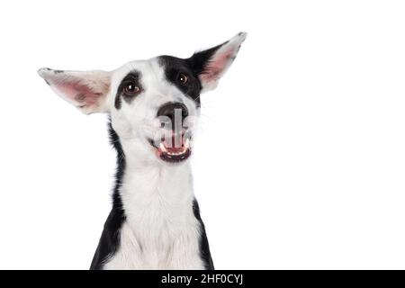 Tête amusante de beau noir avec un chien blanc de mélange Posenco, assis souriant.En regardant vers l'appareil photo.Isolé sur un fond blanc. Banque D'Images