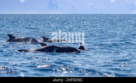 Dauphins à l'observation dans l'océan Atlantique de l'île des Açores Banque D'Images