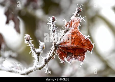 Biberach, Allemagne.13th janvier 2022.Des cristaux de glace se sont formés sur une branche d'un arbre à cause du froid de la nuit.Dans les basses terres, il y a eu des degrés moins près de Biberach.Credit: Felix Kästle/dpa/Alay Live News Banque D'Images