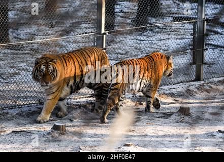 Changchun, province chinoise de Jilin.13th janvier 2022.Les tigres sibériens marchent au parc des tigres sibériens à Changchun City, capitale de la province de Jilin, dans le nord-est de la Chine, le 13 janvier 2022.Credit: Yan Linyun/Xinhua/Alay Live News Banque D'Images