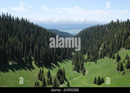 forêt luxuriante d'épicéa vert et montagne enneigée sous le soleil.À Kalajun, dans le Xinjiang en Chine Banque D'Images