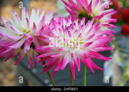 Les plus belles variétés Dahlia à deux couleurs pour les fleurs coupées.Variété à fleurs décoratives, de type fleur avec pétales en rose vif à blanc Banque D'Images