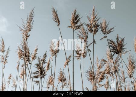 fond naturel calme avec l'herbe de pampas serpentant dans le vent sur un ciel doux.Mise au point douce, arrière-plan flou Banque D'Images