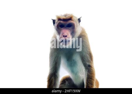 Le singe agressif regarde (de haut en bas).Un vieil homme avec un Fang.Le macaque (Macaca sinica) est endémique au Sri Lanka Banque D'Images