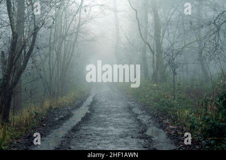 Une piste traversant une forêt mystérieuse.Lors d'une journée effrayante et brumeuse hiverne à la campagne.ROYAUME-UNI. Banque D'Images