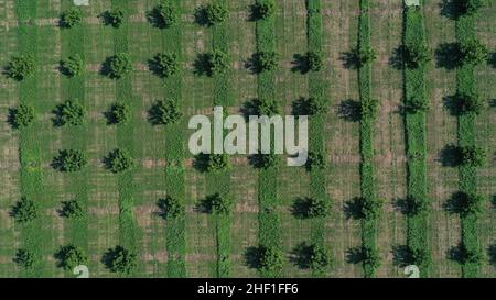 vue aérienne sur les jardins agricoles au printemps. Banque D'Images