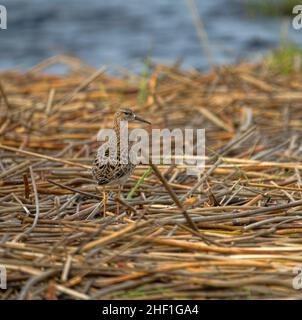 Ruff (Philomachus pugnax, femelle) sur le bord de la terrestrialisation mire. Période de migration printanière, lorsque les femelles volent séparément des mâles Banque D'Images