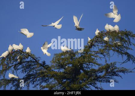 Lâcher des colombes / Pigeons blancs (colombe rocheuse domestique - Columba livia domestica) dans un sommet d'arbre, janvier, Kent, Royaume-Uni Banque D'Images