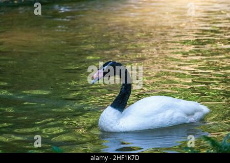 Le cygne à col noir (Cygnus melancoryphus) sur un lac. Banque D'Images