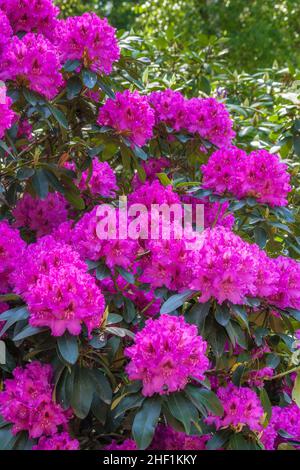 Un lit de fleurs dense de fleurs de rhododendron pourpres. Banque D'Images