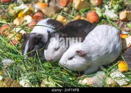 Trois cobayes sur l'herbe verte se nourrissant de légumes. Banque D'Images