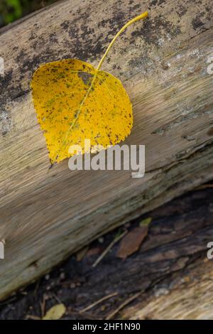 Feuille de peuplier sur planche en bois en automne. Banque D'Images