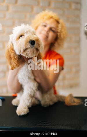 Portrait vertical d'un adorable chien en forme de caillé, assis à une table avant de se brosser les dents et de se couper dans un salon de coiffure, en regardant un appareil photo. Banque D'Images