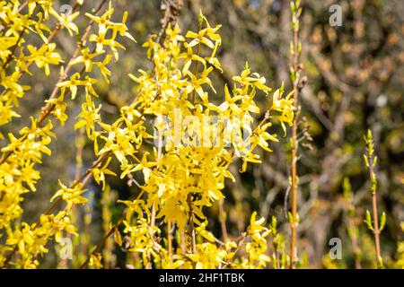 Border forsythia (Forsythia × intermedia est un arbuste décidus ornemental d'origine jardin. Banque D'Images