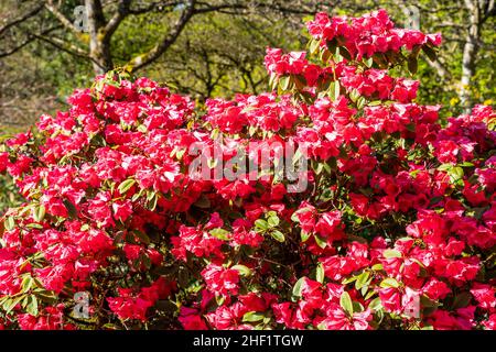 Le Rhododendron est un genre de 1 024 espèces de plantes ligneuses de la famille des génisses (Ericaceae), à feuilles persistantes ou à feuilles caduques, que l'on trouve principalement en Asie. Banque D'Images