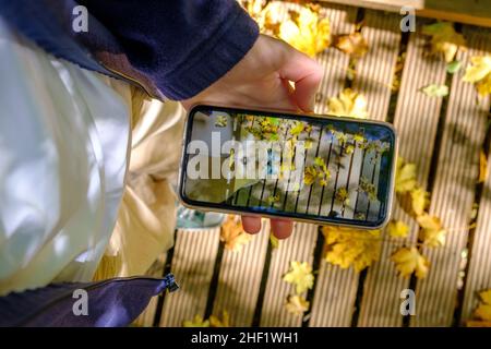 femme prenant la photo au téléphone de ses jambes avec la feuille sur fond saison d'automne Banque D'Images