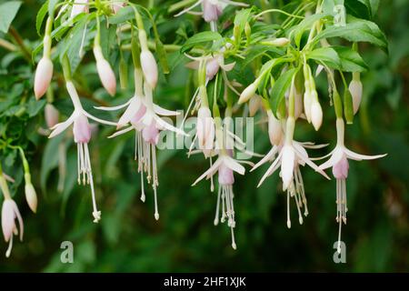 Fuchsia magellanica var. Molinae 'Alba' - fush fuchsia fichsia fichsia fichsia dur fleurs.ROYAUME-UNI Banque D'Images