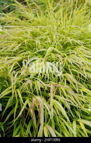 Hakonechloa matra 'Aureola'.L'herbe de Hakone dans un jardin d'automne.ROYAUME-UNI Banque D'Images