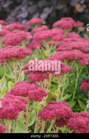 Sedum et Smoke Bush frontière spectaculaire de jardin en automne.Sedum Autumn Joy et Cotinus coggygria Royal Purple.UK Banque D'Images