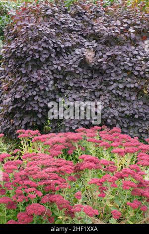 Sedum et Smoke Bush frontière spectaculaire de jardin en automne.Sedum Autumn Joy et Cotinus coggygria Royal Purple.UK Banque D'Images