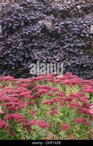 Sedum et Smoke Bush frontière spectaculaire de jardin en automne.Sedum Autumn Joy et Cotinus coggygria Royal Purple.UK Banque D'Images