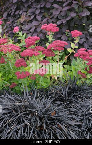 Bordure de jardin spectaculaire. Herbe de mondo noir, sedum et brousse de fumée.Ophiopogon planiscapus nigrescens, Sedum Autumn Joy et Cotinus coggygria Royal Purple Banque D'Images