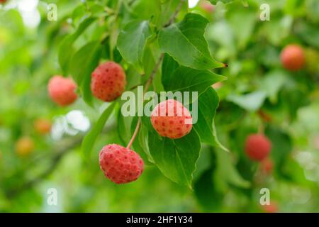 Fruits Dogwood en automne.Fruits de Cornus 'Norman Hadden' en octobre.ROYAUME-UNI Banque D'Images