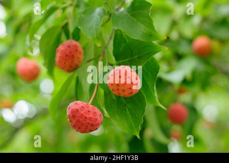 Fruits Dogwood en automne.Fruits de Cornus 'Norman Hadden' en octobre.ROYAUME-UNI Banque D'Images