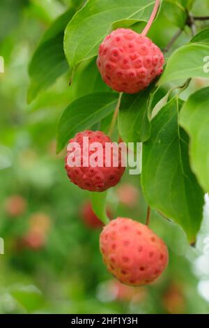 Fruits Dogwood en automne.Fruits de Cornus 'Norman Hadden' en octobre.ROYAUME-UNI Banque D'Images