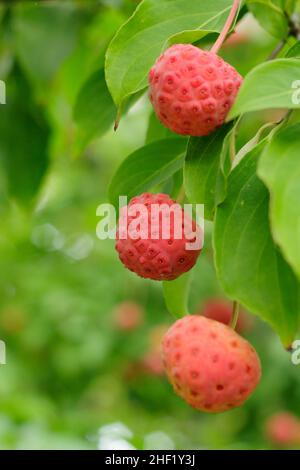 Fruits Dogwood en automne.Fruits de Cornus 'Norman Hadden' en octobre.ROYAUME-UNI Banque D'Images