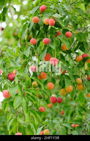 Fruits Dogwood en automne.Fruits de Cornus 'Norman Hadden' en octobre.ROYAUME-UNI Banque D'Images