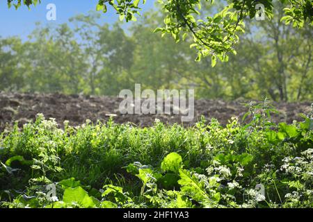 plantes vertes et sol cultivé. Banque D'Images