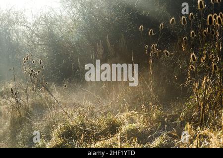 Paysage d'hiver en début de matinée dans, Essex, Grande-Bretagne, 2021 Banque D'Images