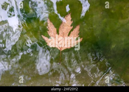 Feuilles d'automne brun sec flottant sur l'eau, concept saisonnier, feuilles séchées Floating Images. Banque D'Images