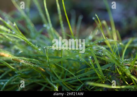 Essex, Grande-Bretagne.Météo.Janvier 13th 2022.Le gel commence à dégeler sur l'herbe après une nuit extrêmement froide avec des températures qui chutent à moins 2 dans pla Banque D'Images