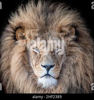 Portrait en couleur d'un lion africain d'ébarde mâle Banque D'Images